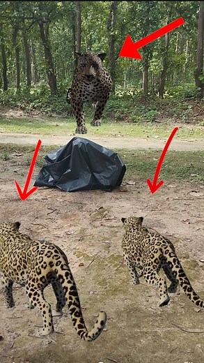 121K views · 443 reactions | Tiger att'ack #reels #VFX #tiger | tiger vfx 00 | Facebook