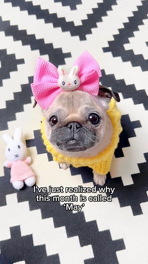 88K views · 10K reactions | What else ‘May’ it have in store for us? ☔️☀️ IB: @gangstercatsofficial #pug #dog #dogsofinstagram #pugsofinstagram #spring #funny | Loulou the pug | Facebook