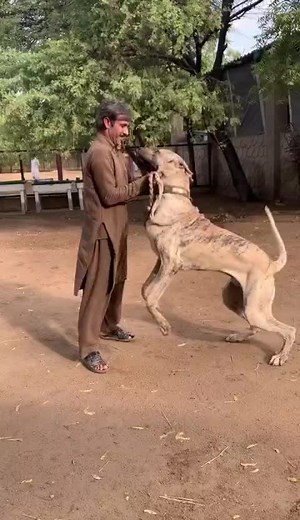 Ultimate Guide for Dog Lovers: Tips for Caring for Your Furry Friend