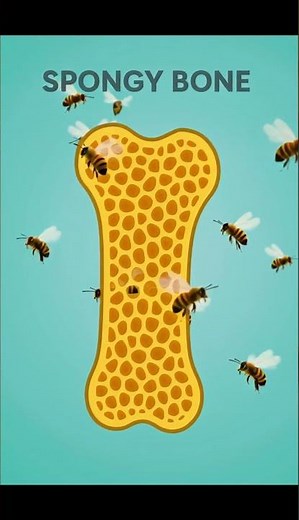 Bone Structure in 1 Minute