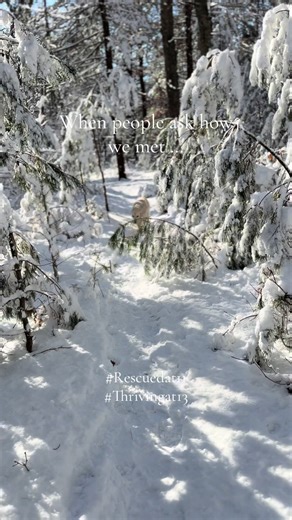 Sort of true! I met Honey at 11 and the rest is history! Today’s dose of Honey: seniors deserve 2nd chances too. 💛🍯 #seniorrescue #todaysdoseofhoney #Goldenretriever #fyp #seniorsogoftiktk