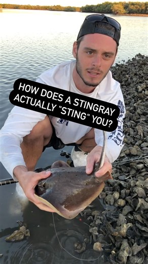 Ben Friedman on Instagram: "How does a stingray actually "sting"??! Check it out!! They are amazing animals"