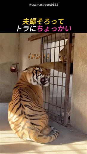 夫婦そろってトラにちょっかい
