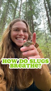 21K views · 2.7K reactions | What’s that hole on the side of slugs?...