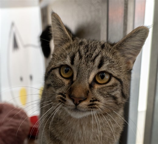 Fallon - Rancho Coastal Humane Society Pet of the Week – 3-23-2026