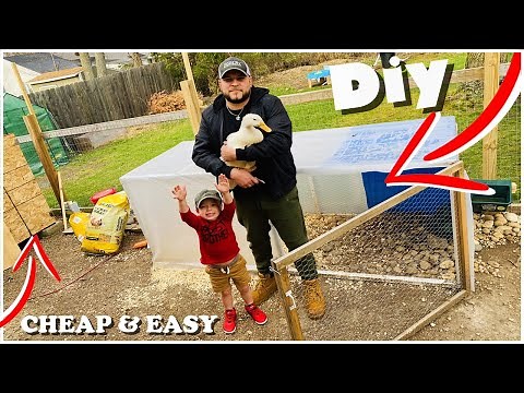 BACKYARD DUCK Coop Diy (They HAVE To Go!)
