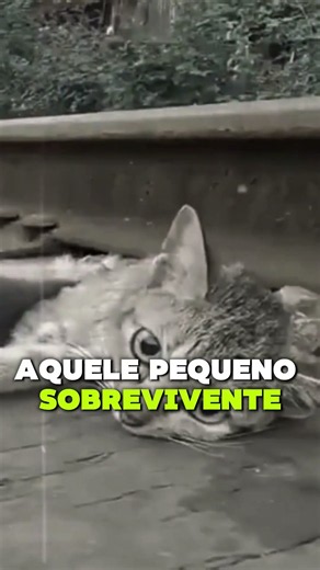 Ele estava sozinho… até alguém decidir salvá lo