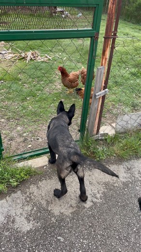 13K views · 1.2K reactions | Kida,being introduced to some new friends  Follow: #alfamalinoiskennel  #malinoisofinstagram #malinoislovers #malinoisworld #belgianmalinois #dogs #dog #dogsofinsta #petsofinstagram #puppiesofinstagram #belgianshepherd #guarddogs #puppy #pets #pet #doglove #k9 #dogoftheday #puppies #malinois #dogsofig #cutedogs #k9dogs #puppiesofinstagram #dogslover #doglife #puppylove #love #chicken | Alfa Malinois Kennel FCI 7/2021 | Facebook