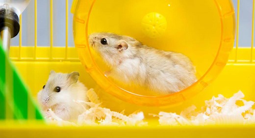 Can Hamsters Live Together - Can Two Hamsters Share A Cage?