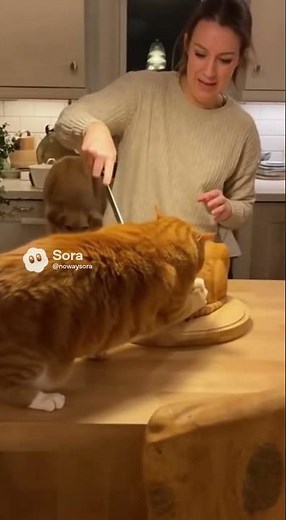 My Cat Had a Meltdown Over a Cake 😂🎂