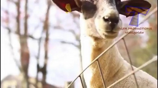 Animals making funny sounds and noises - Funny animal compilation