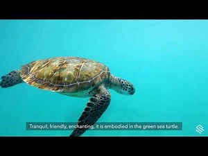 Behind the Lens: Green Sea Turtles in Barbados