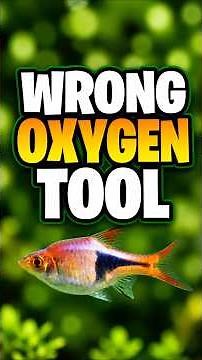Air Stone vs Filter: Which Oxygenates an Aquarium Better?