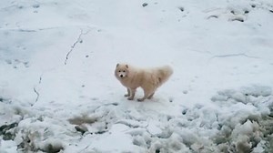 Russian sailors conducted an unusual animal rescue last week, when they retrieved a dog from an iceberg. The crew of an icebreaker near the Arctic noticed the fluffy white pup, stranded on some sea ice. | Inside Edition