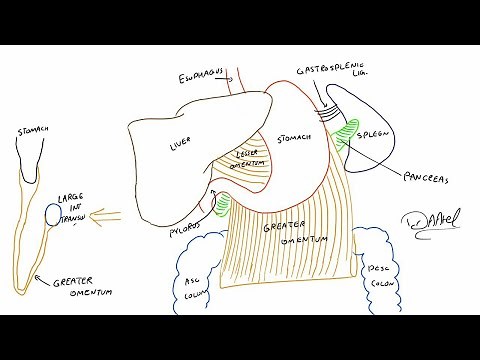 Surgical Anatomy of stomach and lesser sac