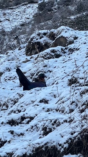 18K views · 877 reactions | male Chinese Monal (绿尾虹雉,Lophophorus lhuysii), in western Sichuan province. An inhabitant of rocky highland meadows, it is under top-class state protection in #China. ❤双哥787752663 ❤❤❤ #Nature #Peace #wildlife #Chinese #love #travel | Lin hillside | Facebook