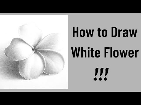How To Draw White Flower Step By Step On Paper