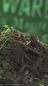 Betty Boop is back from the beyond in all her spooky, glamorous glory! Keep your phone and buds protected and fabulously freaky with the Betty Boop Zombie Collection from Affinity Bands. And be sure to show off your spooky side on the go with a band that's both chic and chilling! Now Available for Apple, Samsung and Fitbit devices. See them here: https://affinitybands.com/collections/betty-boop-collection | Betty Boop