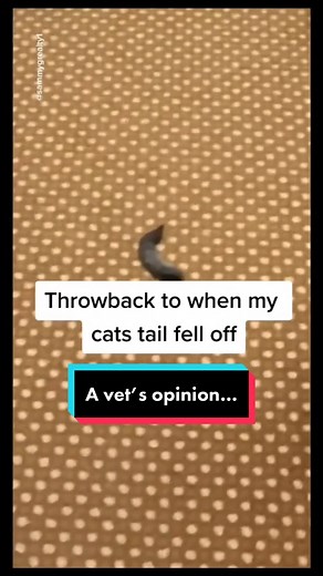 TikTok - Make Your Day