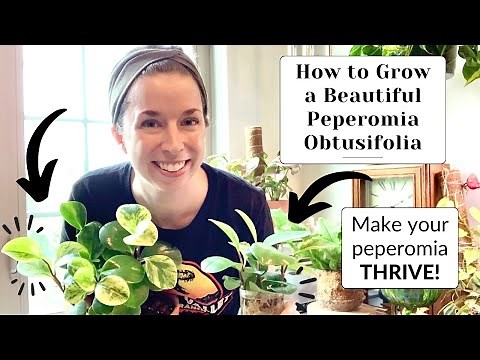 Peperomia Obtusifolia Care | NEED-TO-KNOW Tips 🪴⭐️