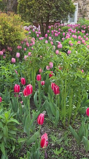 The Garden of Morning Calm 🌿 Korea’s Hidden Beauty