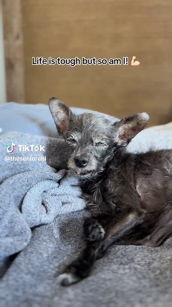My eye is all better now but I’ve been having a hard time sleeping. I often wake up in the middle of the night barking for no reason. Apparently they call it CCD (Canine Cognitive Dysfunction). My parents are pawsome though and they bring me lots of comfort 💕 #DoggyDimentia #SeniorChihuahua #SeniorDogs #DogsOfTikTok #Chihuahua