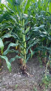 148K views · 6.9K reactions | Dad says only I could stawv in a cornfield  . . . . . . #tatumtalks #pet #dog #pets #dogs #animals #comedyvideo #funnyvideos #dogsofinstagram #petsofinstagram #cute #love #puppy #talkingdog #animals #petstagram #animal #instadog #doglover #instagram #dogstagram #doglovers #dogoftheday #petlovers #doglife #puppylove #instapet #instagood #comedyreels | Tatum Talks | Facebook