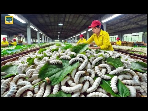 Inside the World’s Most Expensive Silk Factory: Why It Costs $1,000/Yard?