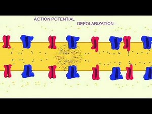 AP1: NEURON ACTION POTENTIAL: DEPOLARIZATION ALONG AXON