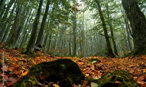 Tilt shot with dappled light: The camera starts by focusing on a grove of ancient oak trees with sunlight filtering through the branches. The camera tilts down to reveal a carpet of fallen leaves and