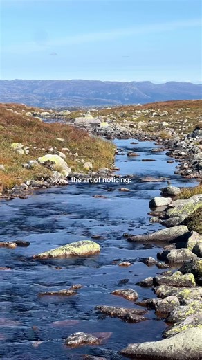 Exploring Forest Cinematography Techniques
