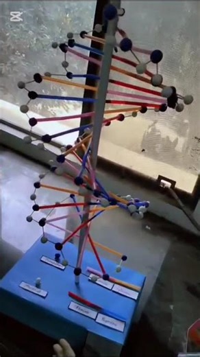 DNA model making competition