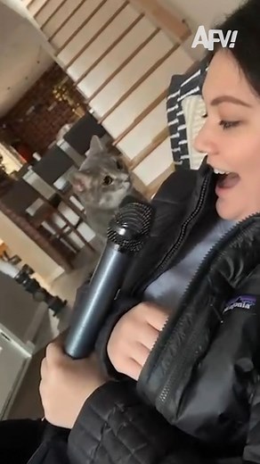 646K views · 3.8K reactions | Cat said CONCERT CANCELLED  #afv #cats #funny | America's Funniest Home Videos | Facebook