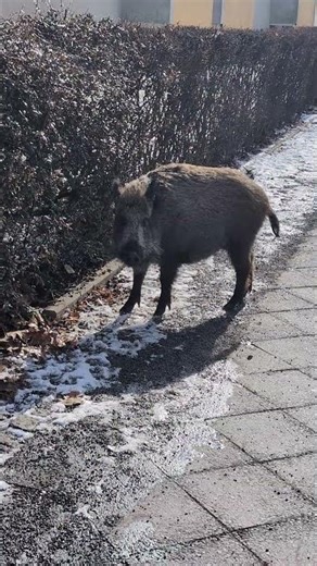 stray pigs in Germany #dailyvlogs #pigs #straypigs #wildswine