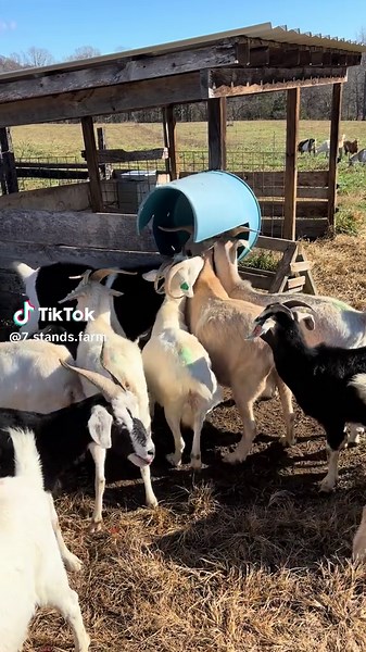 Essential Goat Minerals for Healthy Livestock