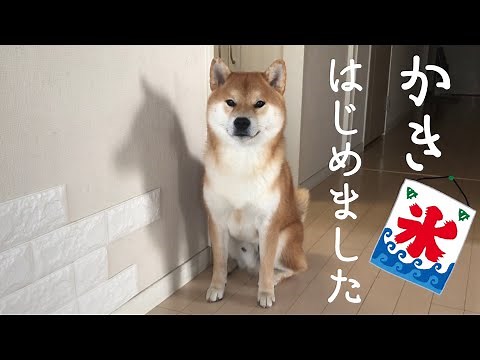 I made shaved ice for dogs