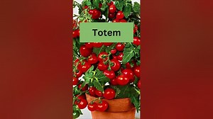 TOP 10 TOMATO VARIETIES.. container farmer farming balconygarden tomandjerry