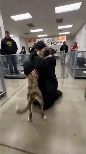 Brindle rescue dog races into a heartfelt reunion at the shelter#usa #uk #canada #germany #london