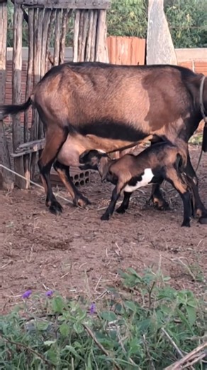 beautiful daughter of the moaning goat 👍🤝🤣