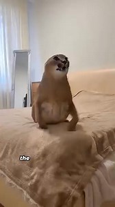 896K views · 9K reactions | The little tiger found the man again after growing up#animals #tiger #cute #friendship #shrts | Loveable Stories | Facebook