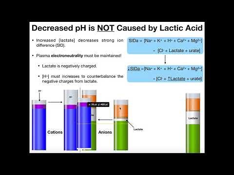 What is Lactate and Lactic Acid?