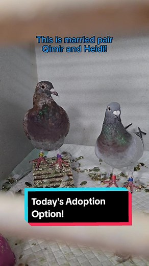 Meet Kimir and Heidi: Rescued Pigeon Adoption Pair