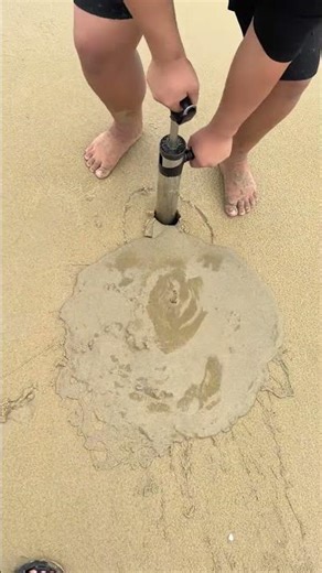 mantis shrimp catching! It's also the season for beachcombing and mantis shrimp catching!