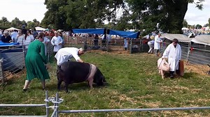 3.2K views · 21 reactions | Visitors to this year's Ryedale Show in North Yorkshire were treated to a day of entertainment, with eight rings running through the day. Exhibitors of cattle, sheep, horses, pigs and goats along with dog trials and children's classes. | Yorkshire Post | Facebook