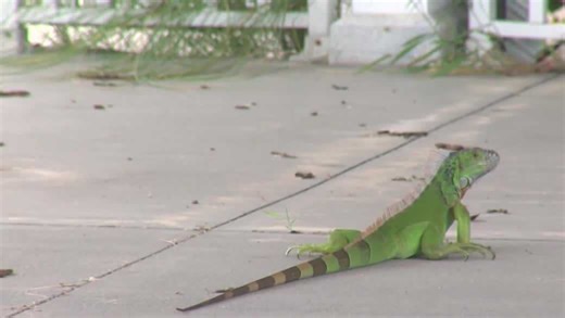 Iguana experts react to Florida FWC proposed rule and new change in effect
