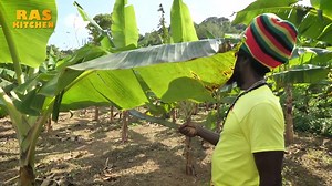 Slow farming done right. Banana, plantain, cassava to make the #redstripe beer, & so much more 🌴🍻🌱🍌 Watch the full vid on YouTube, ​Mark Wiens visits Ras Kitchen! 🇯🇲 RASTA Energy Drink, Rundown & "Baby Leg" Sugarcane! Big Up the @migrationology crew Video by Matthew @jabap #raskitchen #rastamokko #realjamaica #italisvital | Ras Kitchen