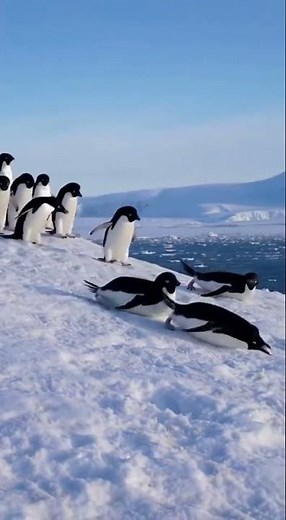A group of penguins sliding playfully on the ice in Antarctica,