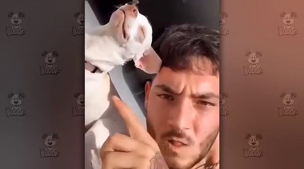 I dare you not to LAUGH at these FUNNY DOGS 😁🦮 - Best Funny Animals Videos 2025 #86