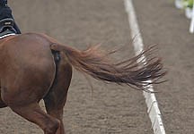 Anti-rollkur campaigner Dr Gerd Heuschmann under fire - Horse & Hound