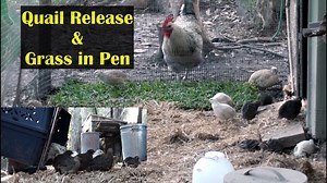 Coturnix quail pen refurb add grass & release chicks from brooder